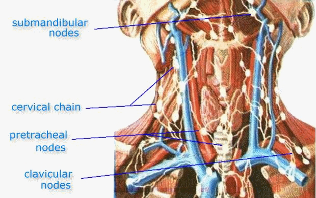 nodes in neck. Nodes in the Neck area