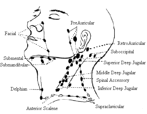 </img>
1) preauricular - in front of ear 
2) posterior auricular - superficial to mastoid process 
3) occipital - base of skull posteriorly
4) tonsilar - at angle of mandible  
5) submandibular - midway between the angle and the tip of mandible 
6) submental - in the midline a few centimeters behind the tip of the mandible 
7) superficial cervical - superficial to sternomastoid
8) posterior cervical - along the anterior edge of the trapezius
9) deep cervical chain - deep to sternomastoid and often inaccessible to examination
10) supraclavicular - deep in the angle formed by the clavicle and sternomastoid